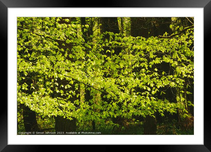 A close up of a lush green forest Framed Mounted Print by Simon Johnson