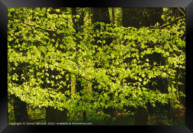 A close up of a lush green forest Framed Print by Simon Johnson