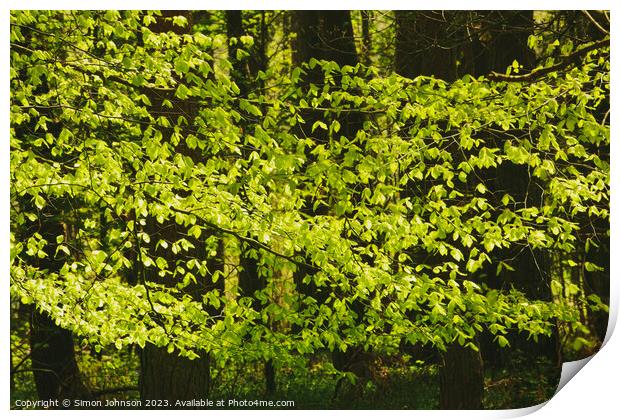 A close up of a lush green forest Print by Simon Johnson