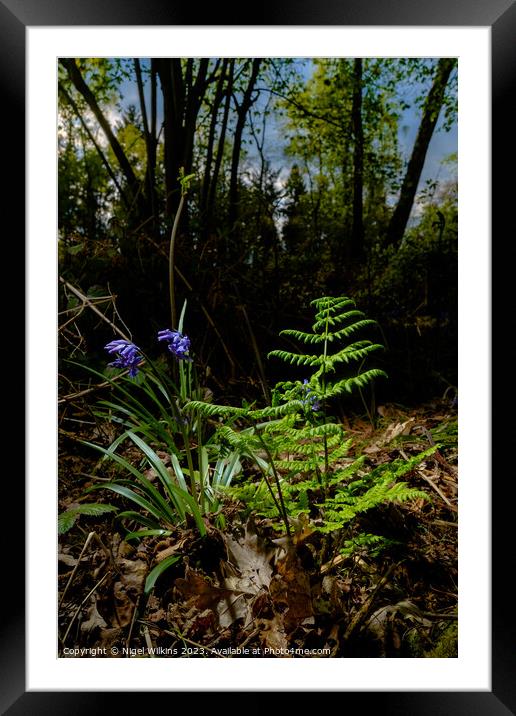 Springtime in the Woods Framed Mounted Print by Nigel Wilkins
