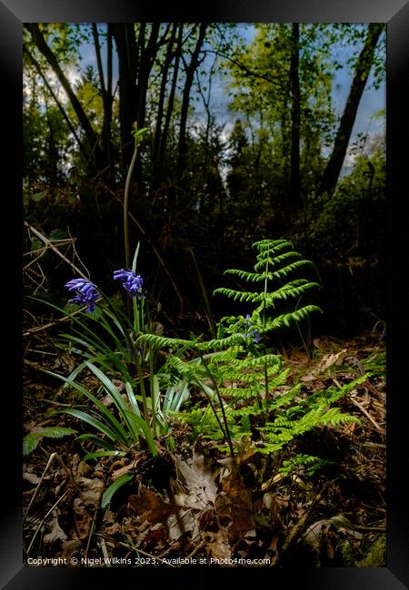 Springtime in the Woods Framed Print by Nigel Wilkins