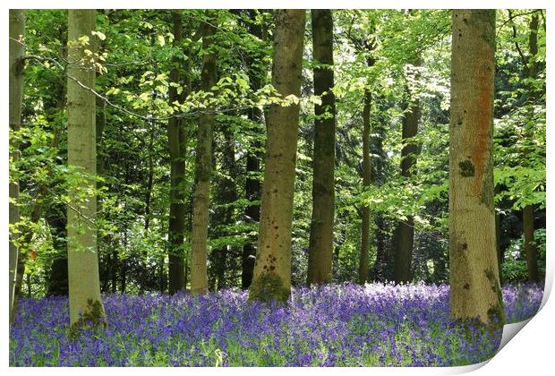 Cotswold Bluebell Wood Print by Susan Snow