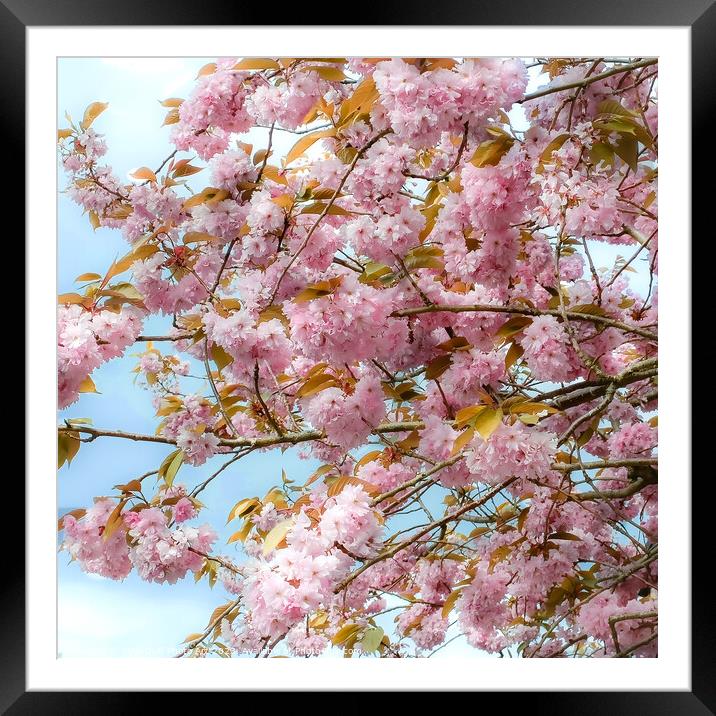 Enchanting Cherry Blossom Tree Framed Mounted Print by Tylie Duff Photo Art