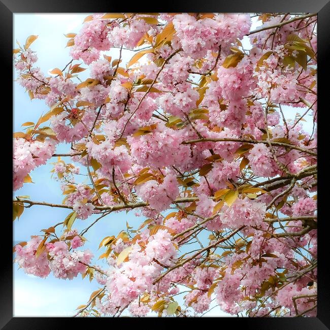 Enchanting Cherry Blossom Tree Framed Print by Tylie Duff Photo Art