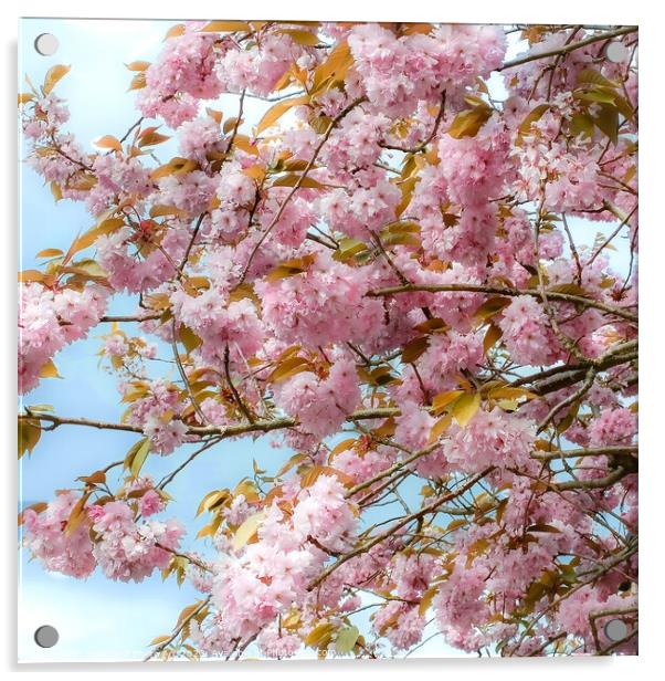 Enchanting Cherry Blossom Tree Acrylic by Tylie Duff Photo Art