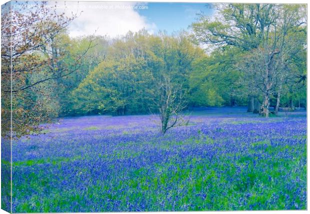 Enchanting Bluebell Meadow Canvas Print by Beryl Curran
