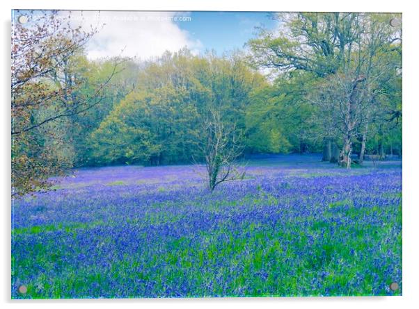 Enchanting Bluebell Meadow Acrylic by Beryl Curran