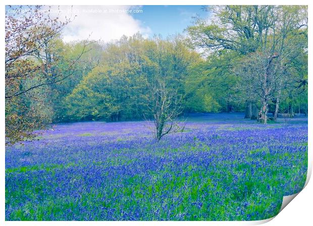 Enchanting Bluebell Meadow Print by Beryl Curran