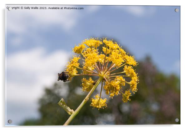 Bee on Allium Acrylic by Sally Wallis