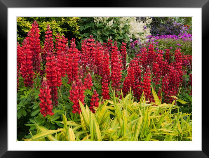 Lupins and grasses Framed Mounted Print by Sally Wallis