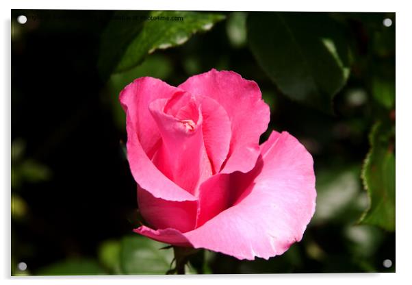 Pink Rose Acrylic by Sally Wallis