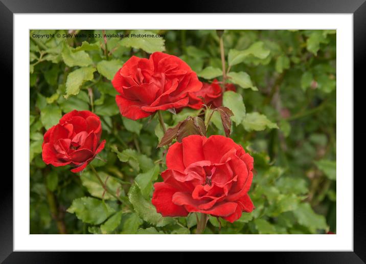 Three red roses Framed Mounted Print by Sally Wallis