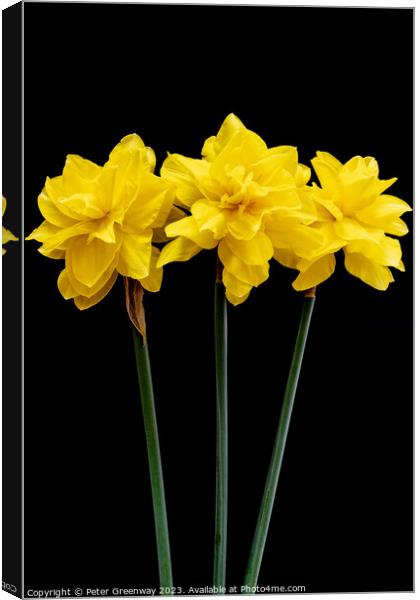 Three Long Stemmed Yellow Daffodil Flowers Against Canvas Print by Peter Greenway