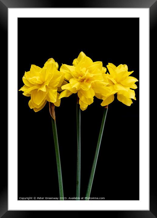 Three Long Stemmed Yellow Daffodil Flowers Against Framed Mounted Print by Peter Greenway