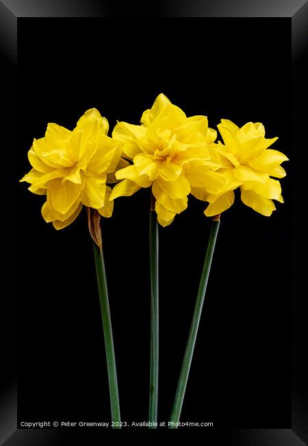 Three Long Stemmed Yellow Daffodil Flowers Against Framed Print by Peter Greenway