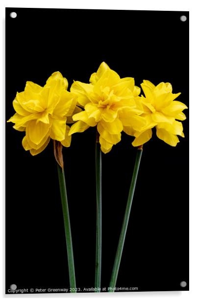 Three Long Stemmed Yellow Daffodil Flowers Against Acrylic by Peter Greenway