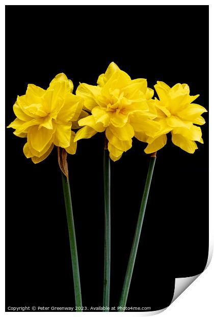 Three Long Stemmed Yellow Daffodil Flowers Against Print by Peter Greenway