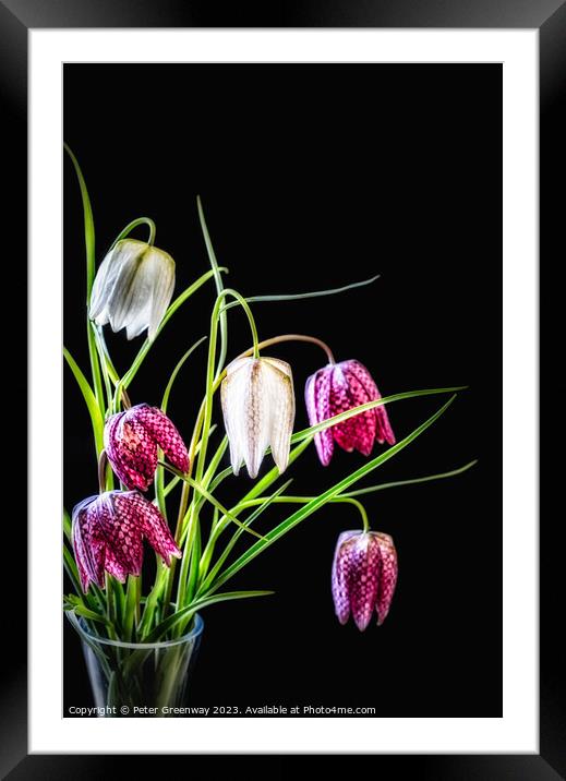 A Vase Of Purple & Cream Snake's Head Fritillary F Framed Mounted Print by Peter Greenway