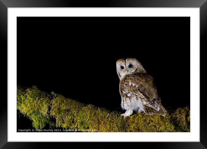 Tawny Owl  Framed Mounted Print by Steve Grundy