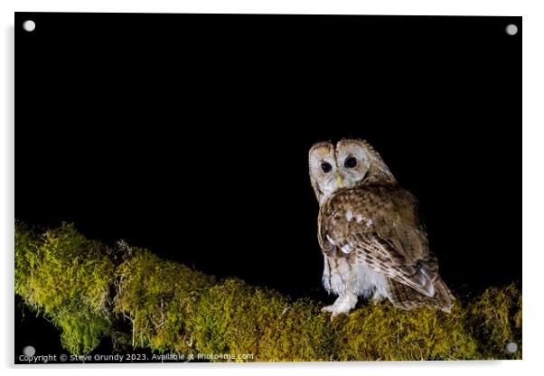 Tawny Owl  Acrylic by Steve Grundy