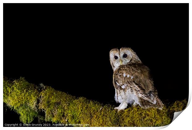 Tawny Owl  Print by Steve Grundy
