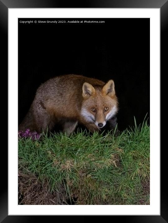 Cunning Rural Red Fox Predator Framed Mounted Print by Steve Grundy