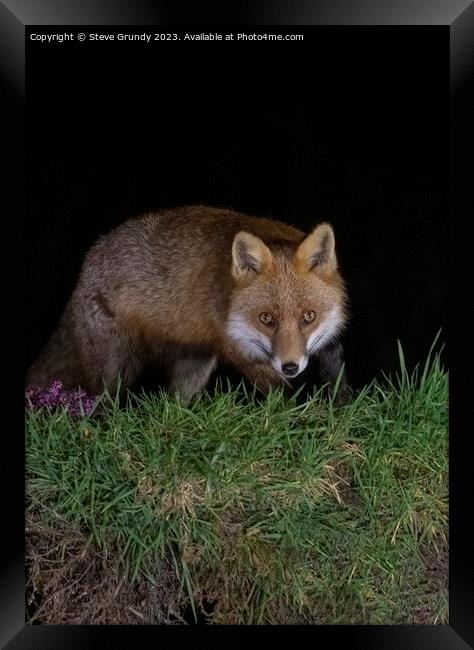 Cunning Rural Red Fox Predator Framed Print by Steve Grundy