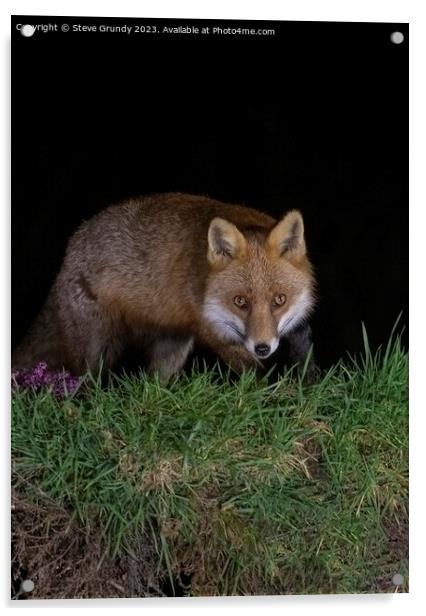 Cunning Rural Red Fox Predator Acrylic by Steve Grundy