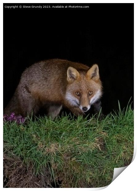 Cunning Rural Red Fox Predator Print by Steve Grundy