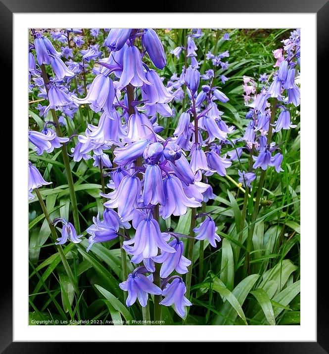 Bluebell close-up  Framed Mounted Print by Les Schofield