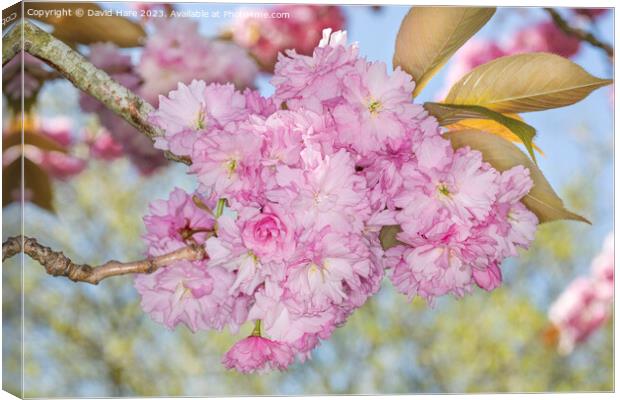 Pink Spring Blossom Canvas Print by David Hare