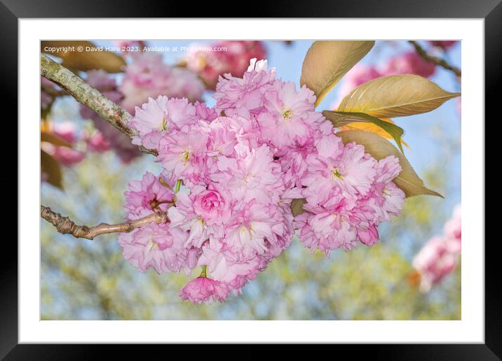Pink Spring Blossom Framed Mounted Print by David Hare