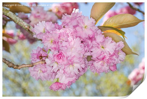 Pink Spring Blossom Print by David Hare