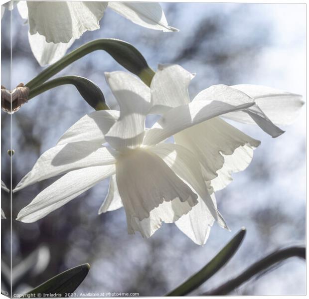 Beautiful Pure White Daffodils Canvas Print by Imladris 