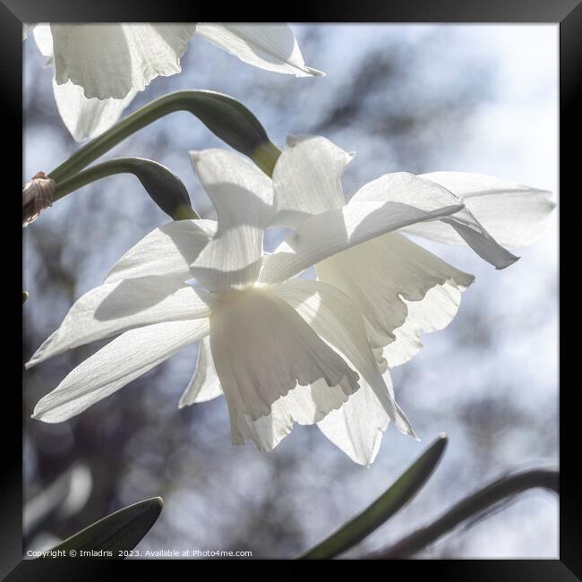 Beautiful Pure White Daffodils Framed Print by Imladris 