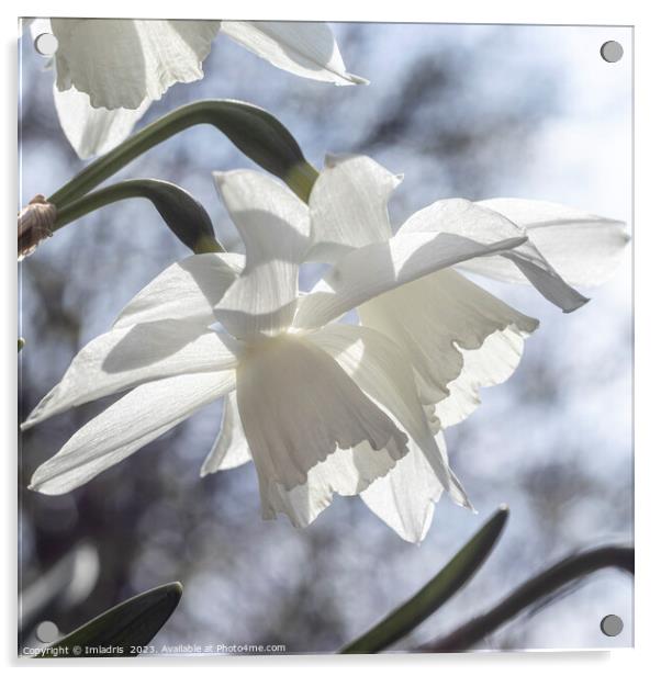 Beautiful Pure White Daffodils Acrylic by Imladris 