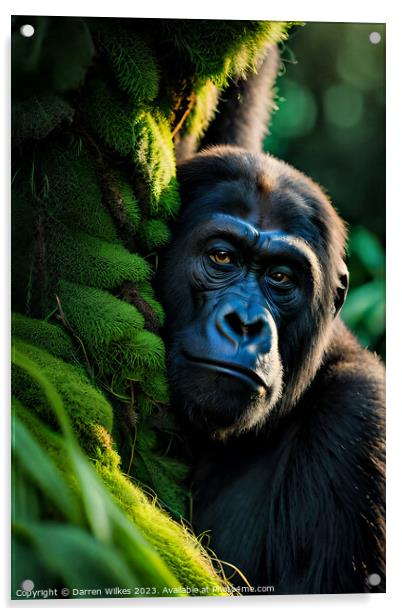 Majestic Gorilla Staring into the Camera Acrylic by Darren Wilkes