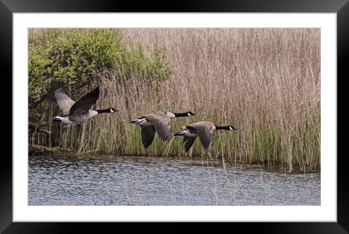 Graceful Migration Framed Mounted Print by kathy white