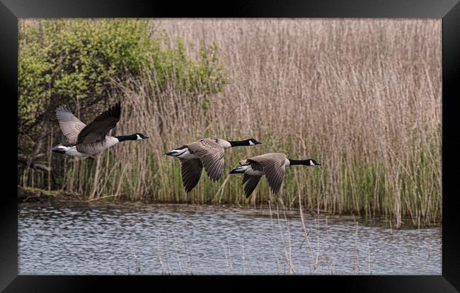 Graceful Migration Framed Print by kathy white