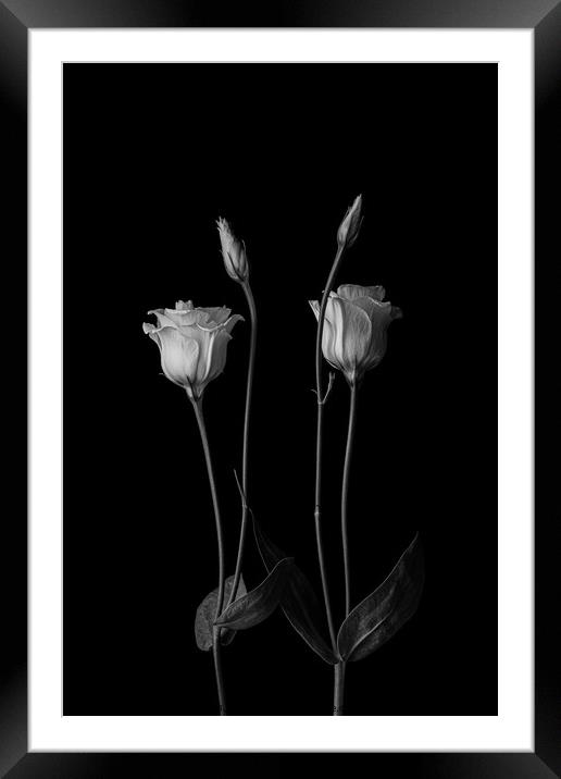 Flowers Heads Framed Mounted Print by Arnold Certa