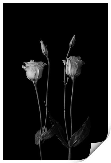 Flowers Heads Print by Arnold Certa