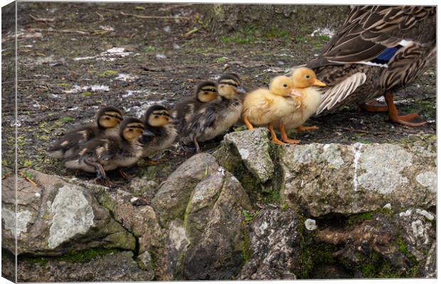 baby ducks, going for a walk Canvas Print by kathy white