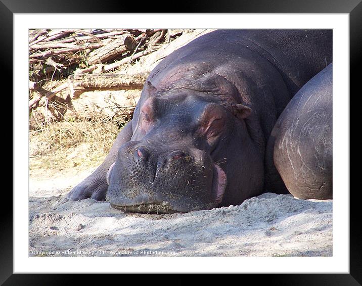 Sleeping Hippo Framed Mounted Print by Helen Massey