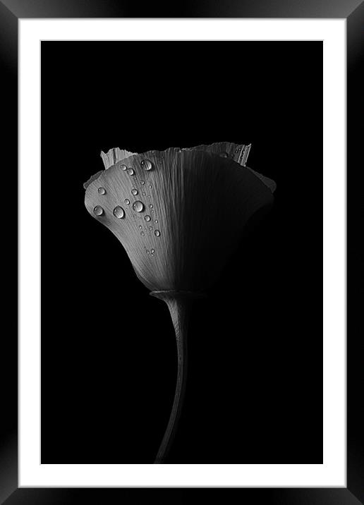 flower head Framed Mounted Print by Arnold Certa