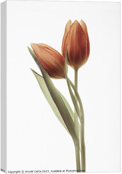 red tulips Canvas Print by Arnold Certa
