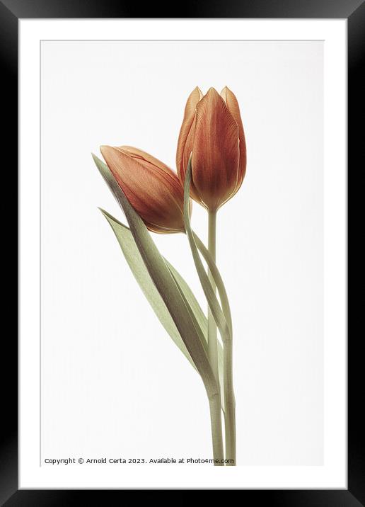 red tulips Framed Mounted Print by Arnold Certa