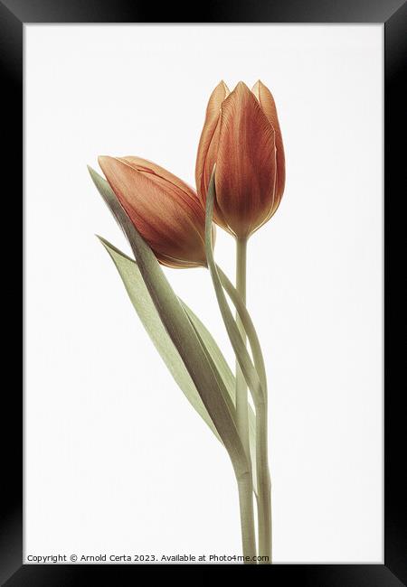 red tulips Framed Print by Arnold Certa