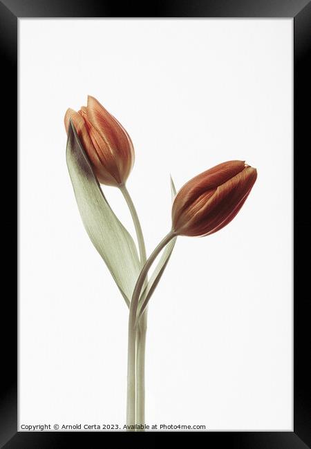 red tulips Framed Print by Arnold Certa