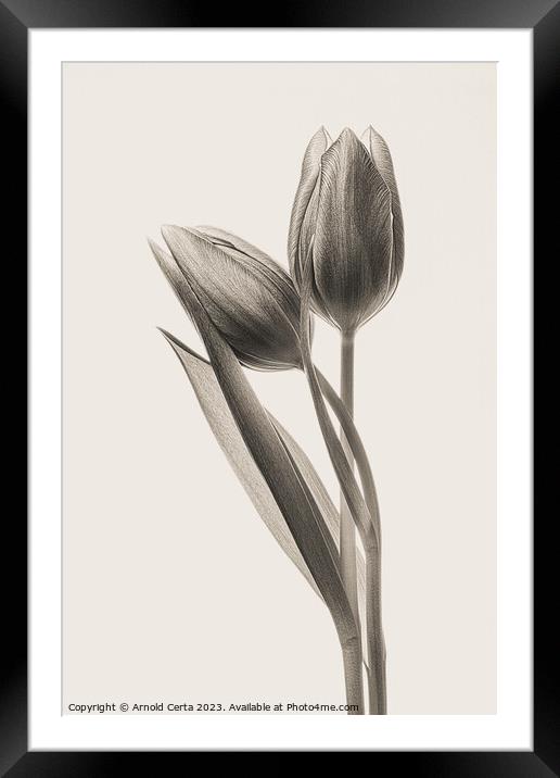 tulips in black Framed Mounted Print by Arnold Certa