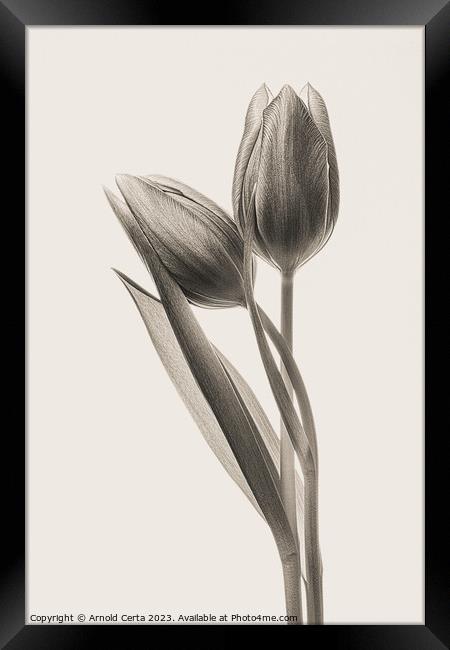 tulips in black Framed Print by Arnold Certa